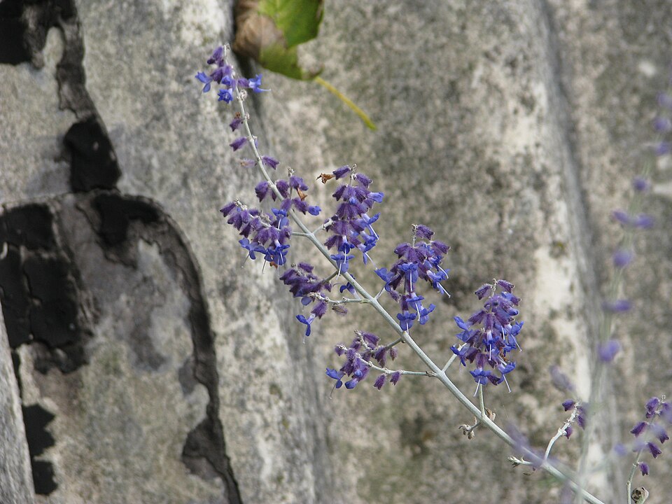 Perovskia 'Filigran' (Filigran Russian Sage)