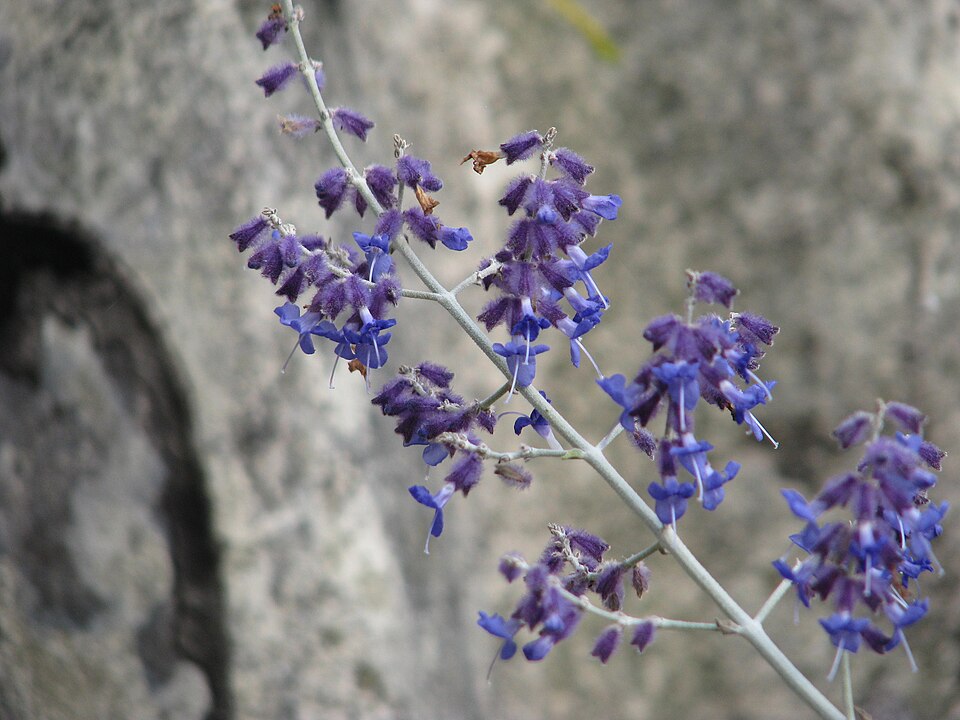 Perovskia 'Filigran' (Filigran Russian Sage) (alternate view 2)