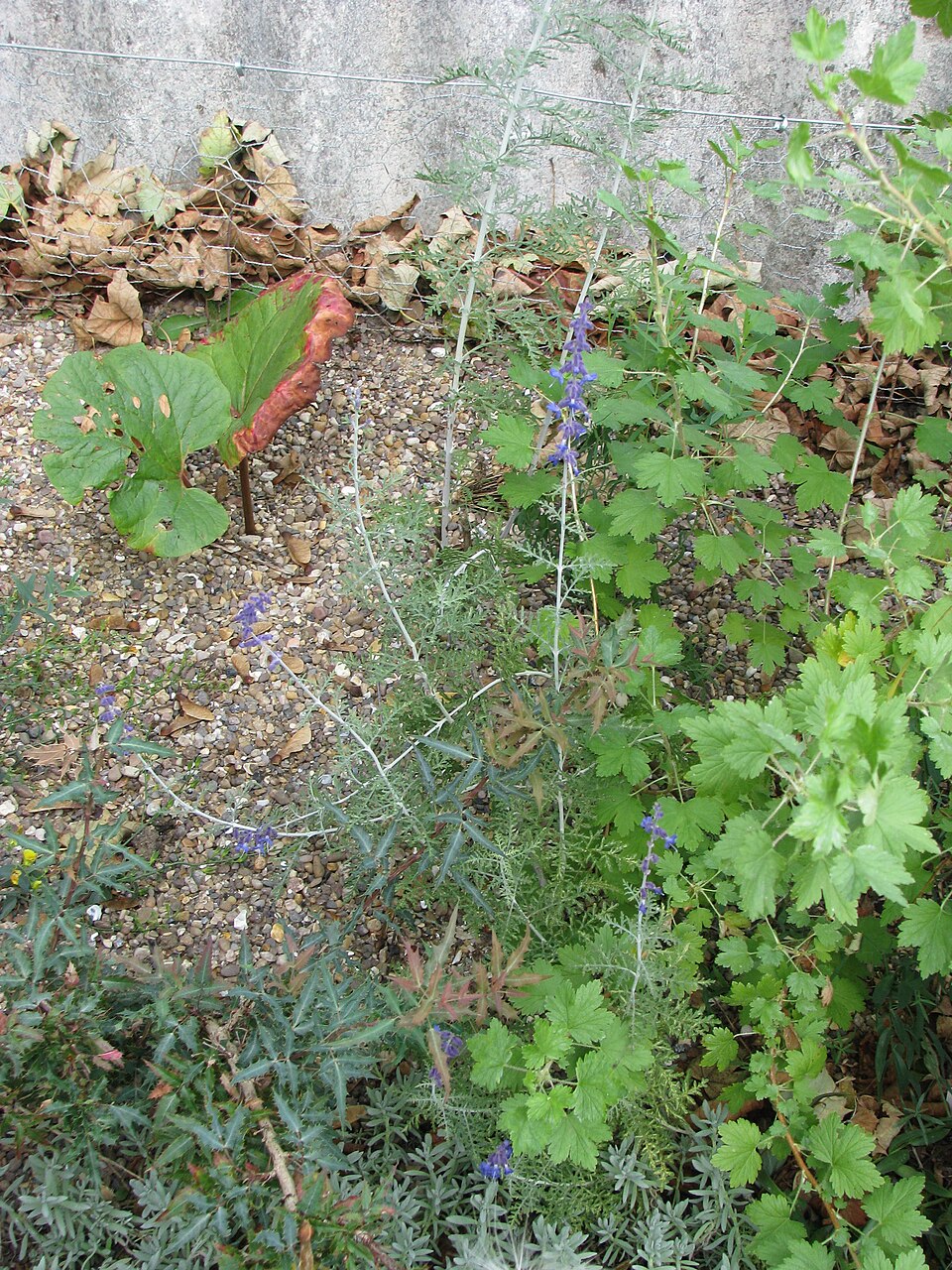 Perovskia 'Filigran' (Filigran Russian Sage) (alternate view 3)