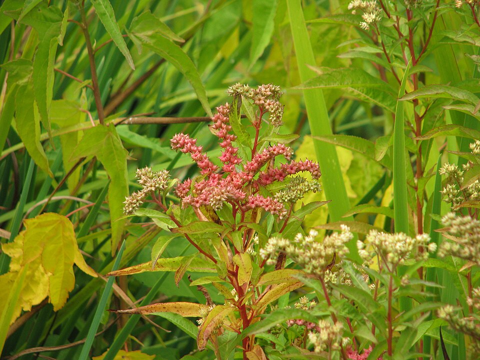 Penthorum sedoides (ditch stonecrop) (alternate view 9)