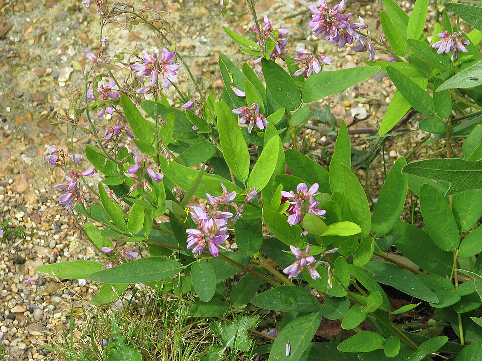 Desmodium canadense (showy tick-trefoil) (alternate view 8)