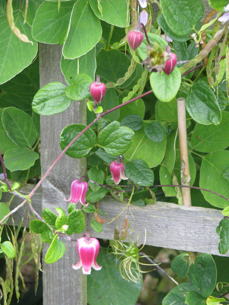 Clematis pitcheri (Pitcher's leatherflower) (alternate view 2)