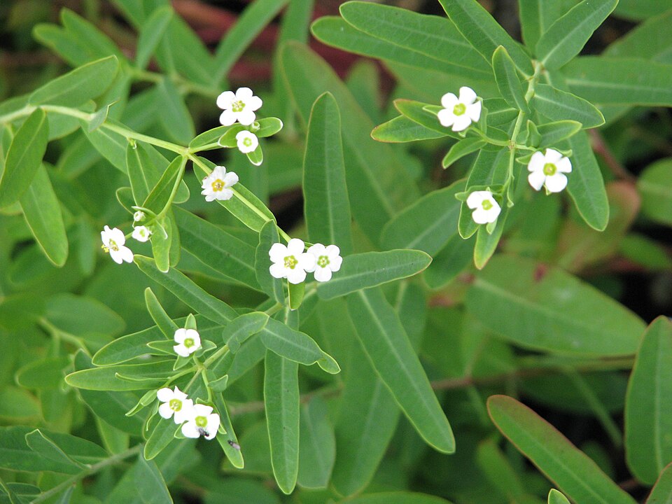 Euphorbia corollata (flowering spurge) (alternate view 4)