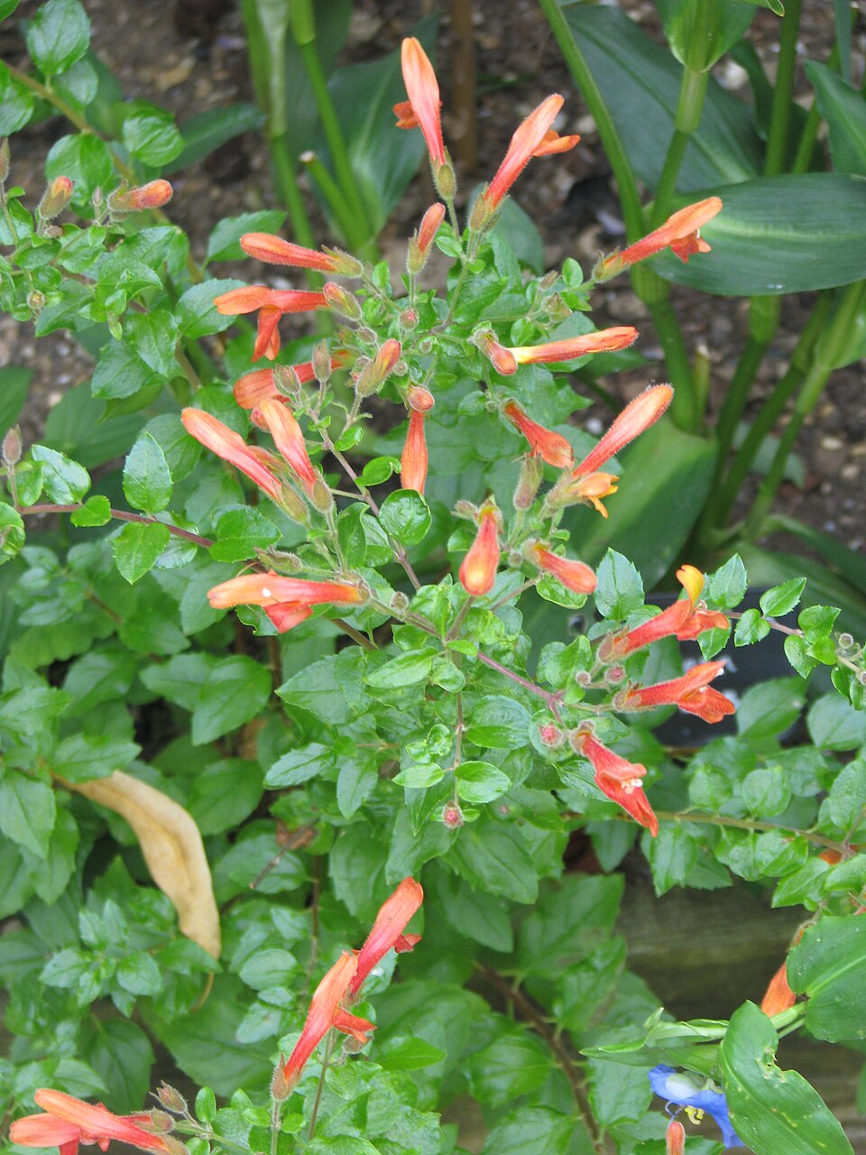 Keckiella cordifolia (heartleaf keckiella) (alternate view 10)