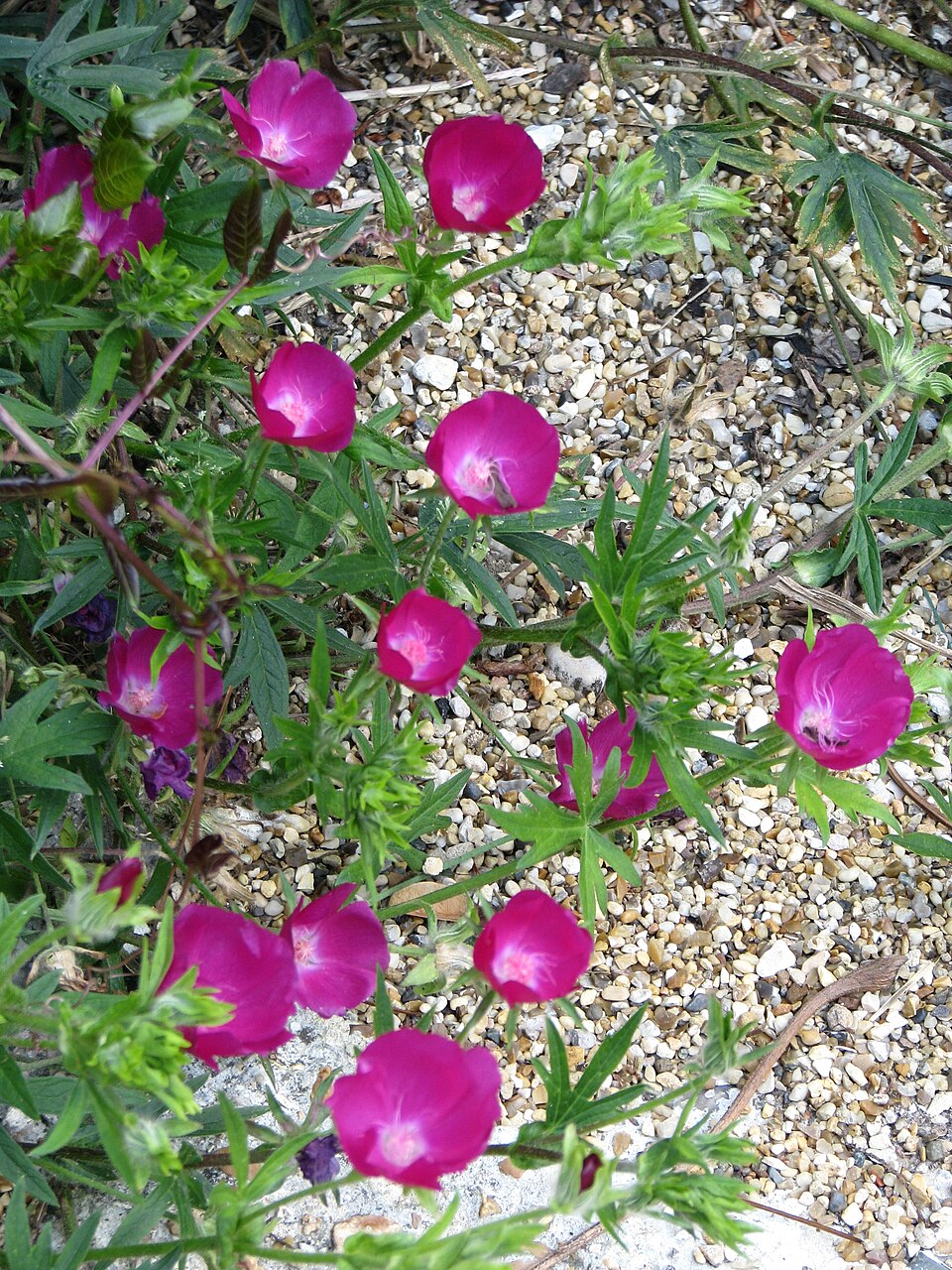 Callirhoe involucrata (winecup mallow) (alternate view 10)