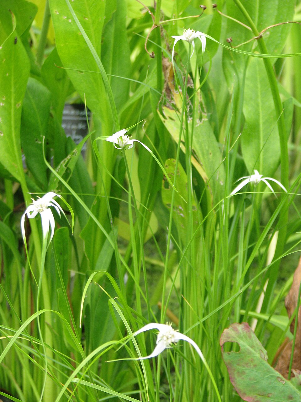 Rhynchospora colorata (White-Top Sedge) (alternate view 10)