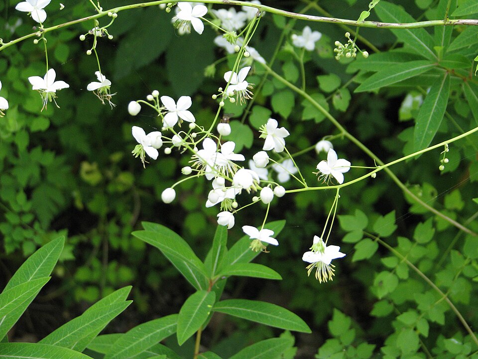 Thalictrum (meadow-rues) (alternate view 2)