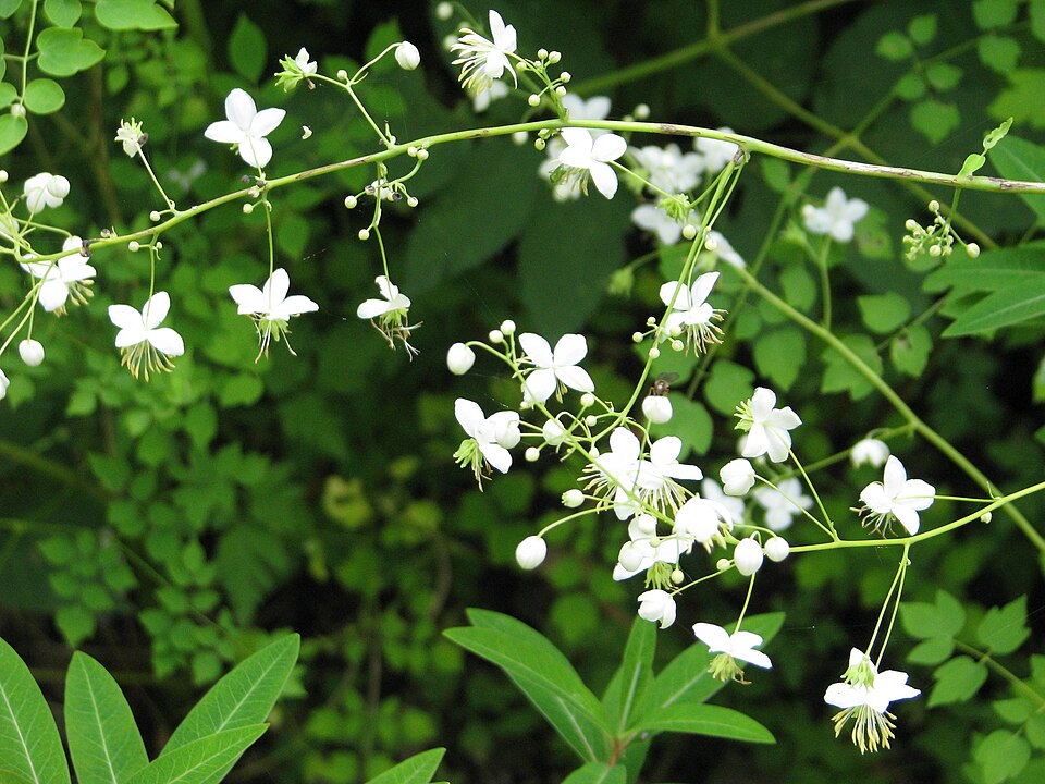 Thalictrum (meadow-rues) (alternate view 3)