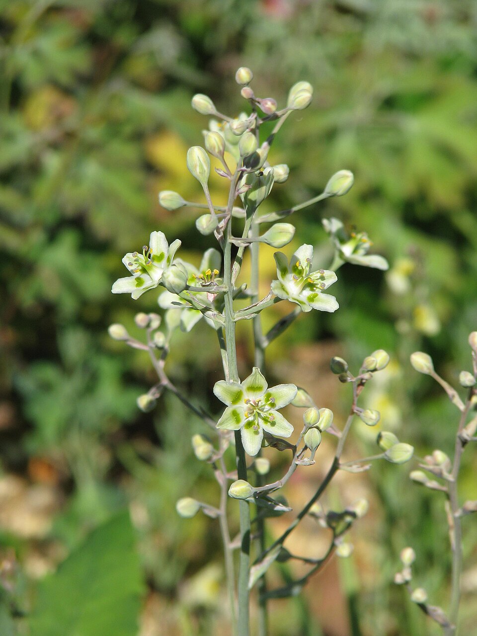Anticlea elegans (Mountain Deathcamas) (alternate view 10)