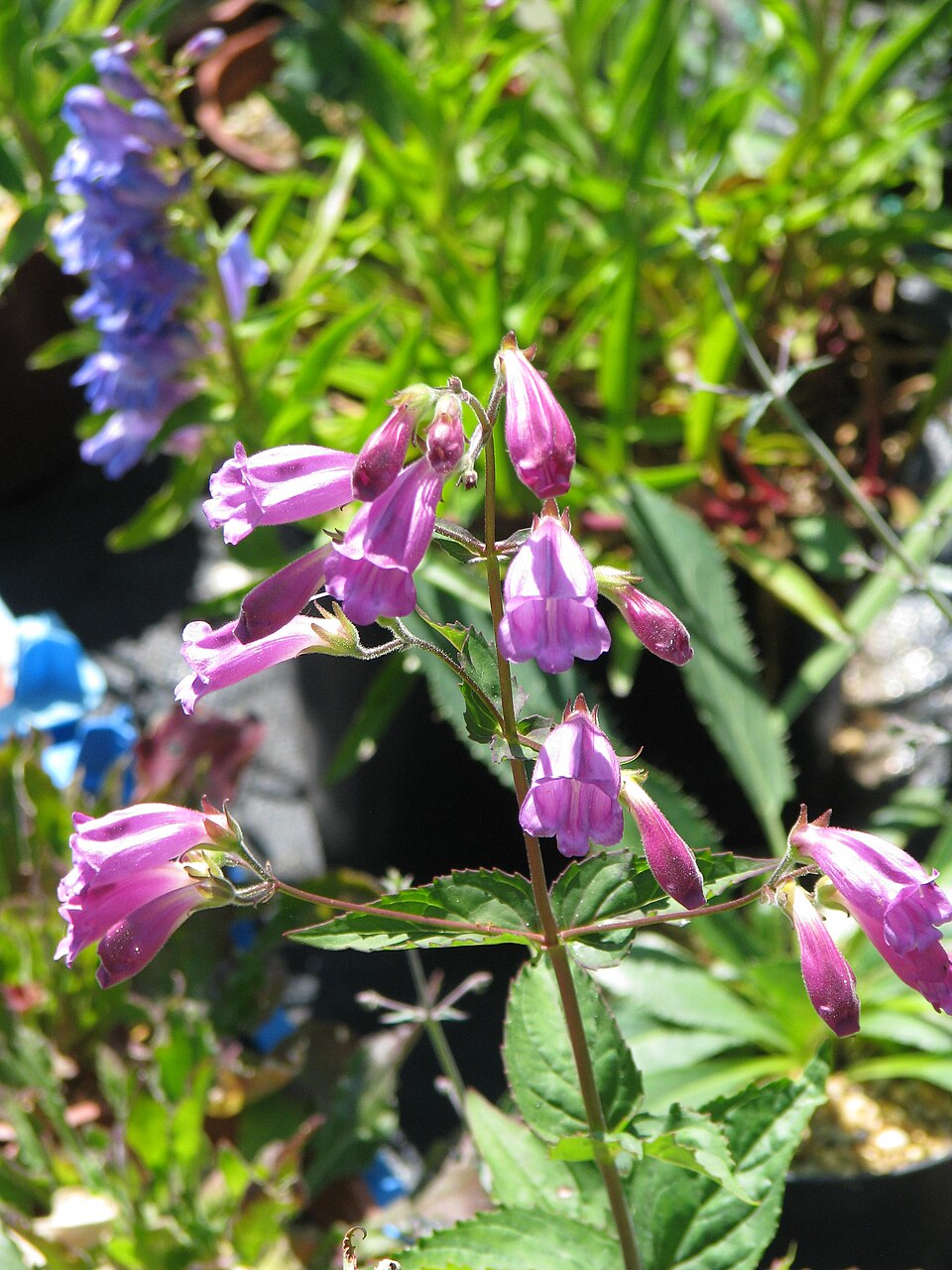 Nothochelone nemorosa (Woodland Beardtongue) (alternate view 8)