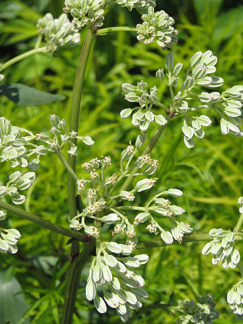 Arnoglossum plantagineum (prairie Indian plantain) (alternate view 11)