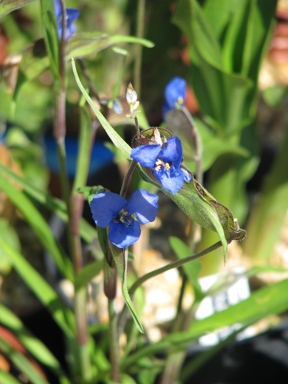 Commelina dianthifolia (Birdbill Dayflower) (alternate view 6)