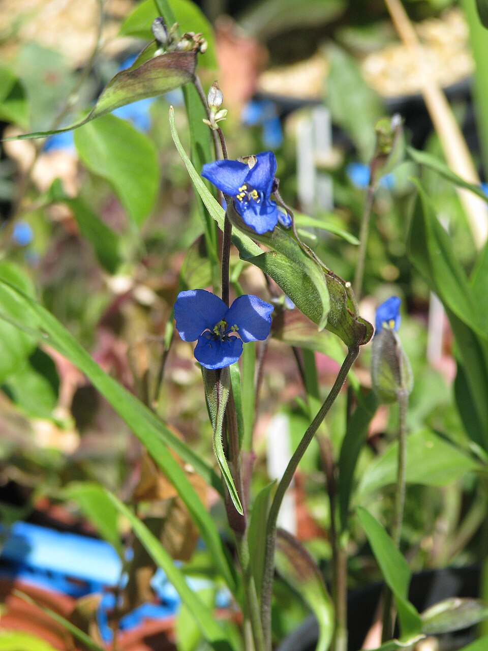 Commelina dianthifolia (Birdbill Dayflower) (alternate view 7)