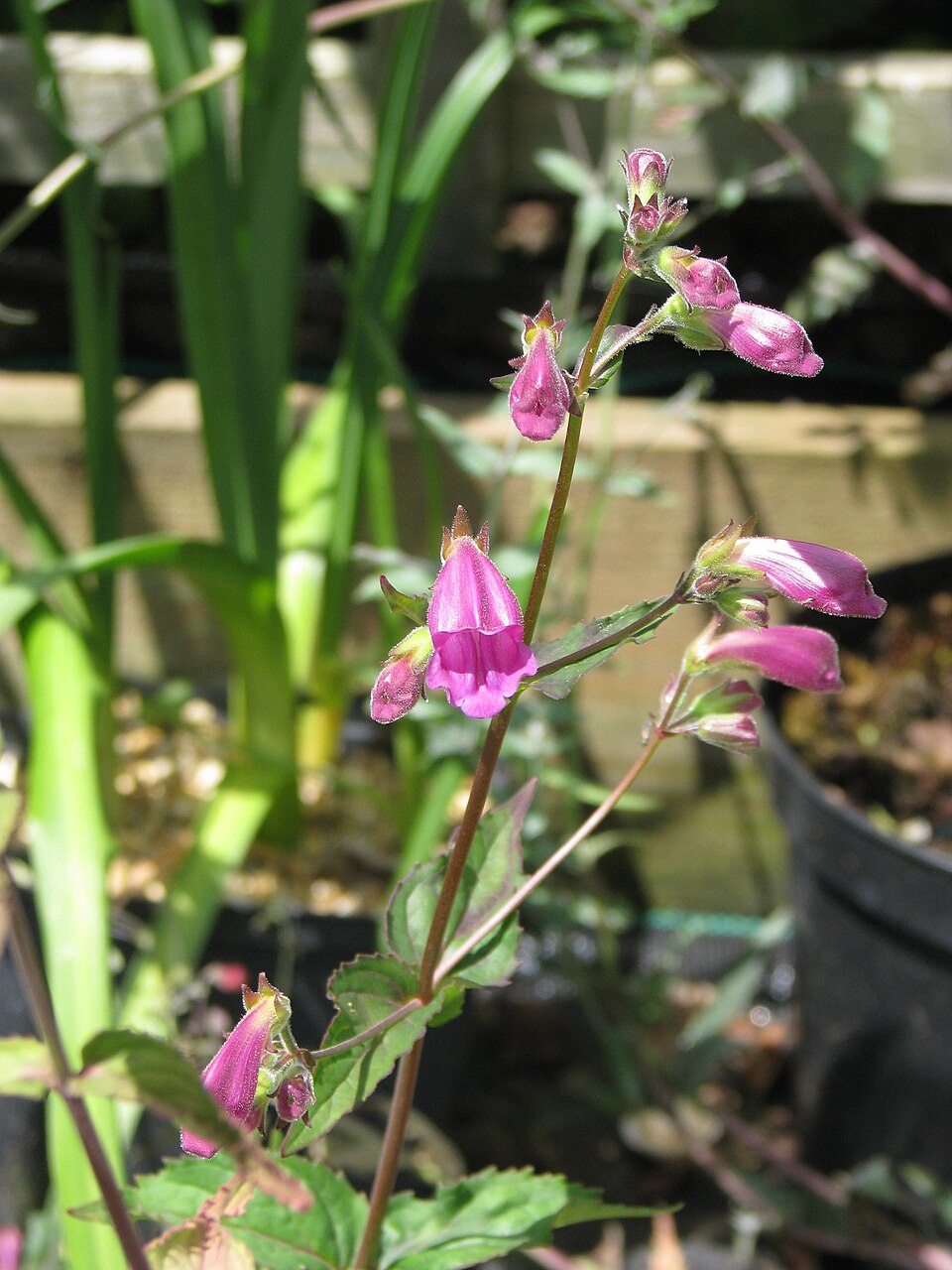 Nothochelone nemorosa (Woodland Beardtongue) (alternate view 9)