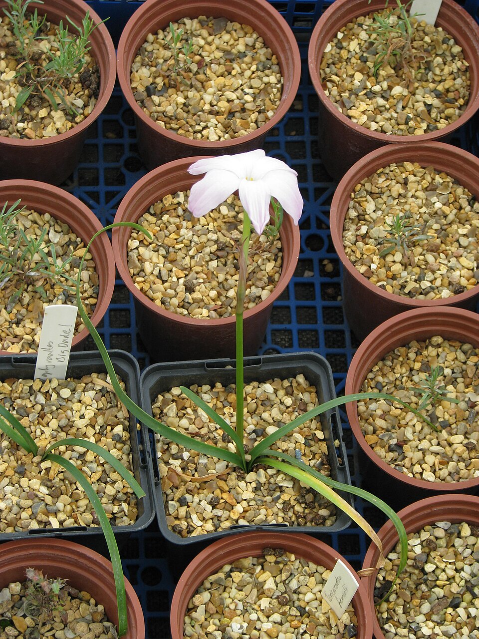 Zephyranthes atamasco (Atamasco Lily) (alternate view 9)