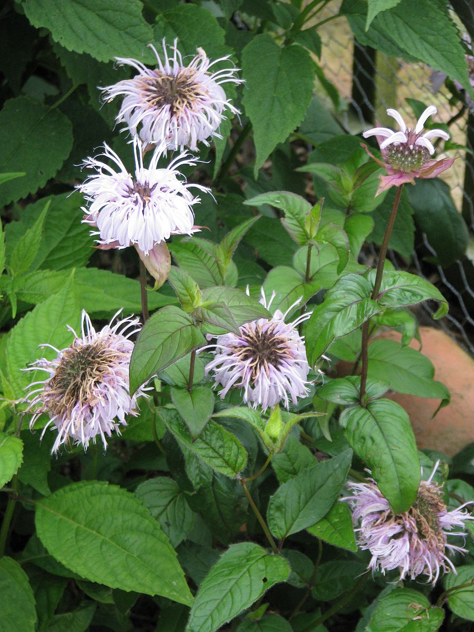 Monarda bradburiana (Eastern Bee Balm)