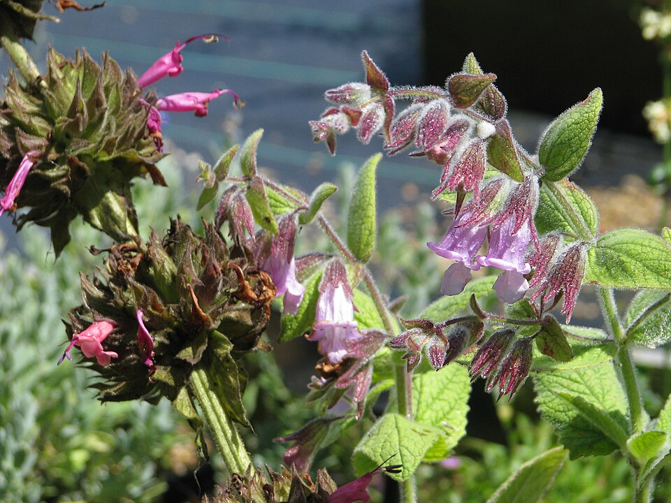 Salvia spathacea (Hummingbird Sage) (alternate view 4)