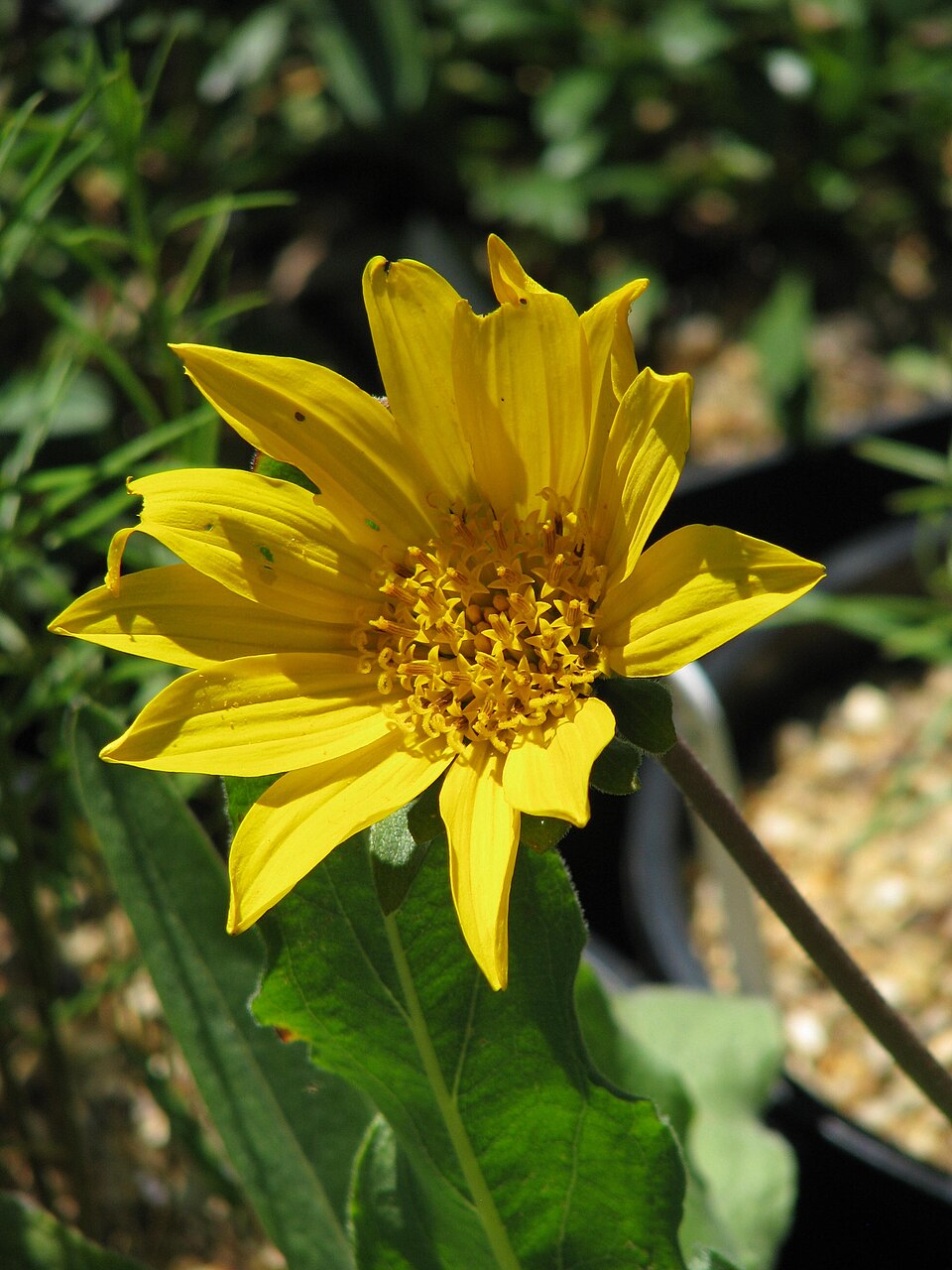 Wyethia angustifolia (Narrow Leaf Mule Ears) (alternate view 9)