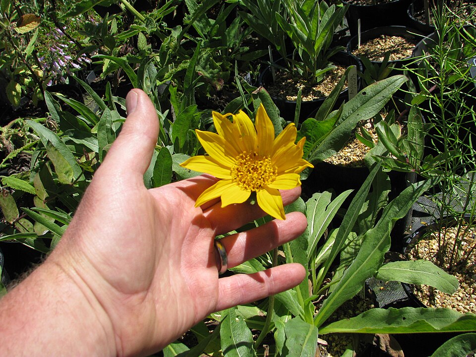 Wyethia angustifolia (Narrow Leaf Mule Ears) (alternate view 10)