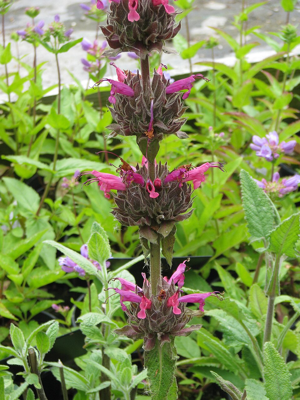 Salvia spathacea (Hummingbird Sage) (alternate view 5)