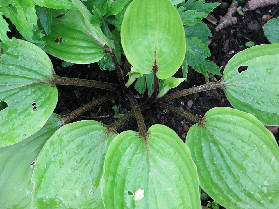 Hosta 'Purple Heart' (alternate view 3)