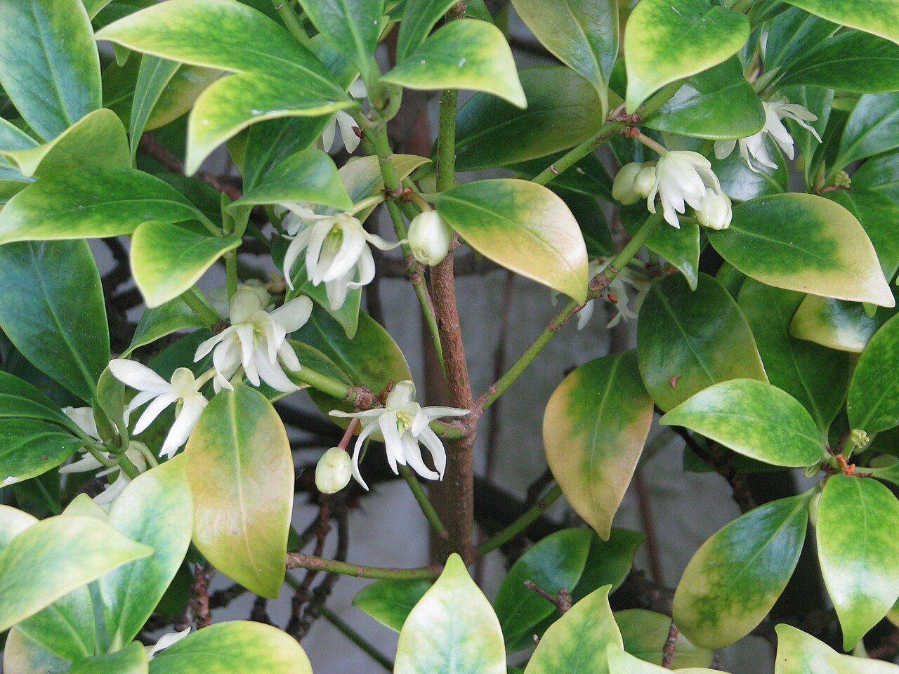 Illicium anisatum, Japanese star anise — upright evergreen (Schisandraceae) (image 1 of 10)