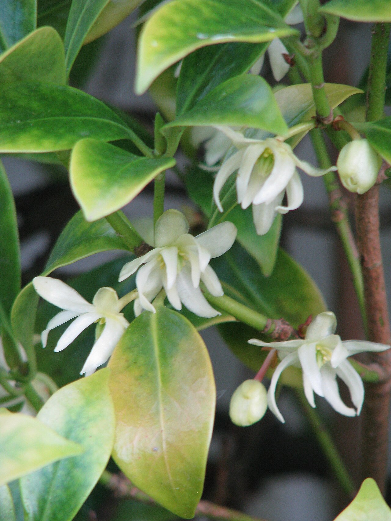 Illicium anisatum, Japanese star anise — upright evergreen (Schisandraceae) (image 2 of 10)