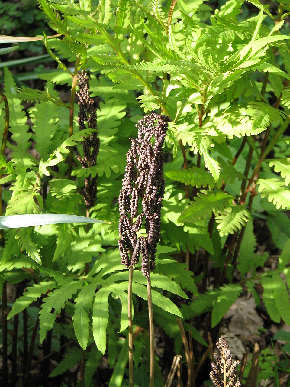 Onoclea sensibilis (sensitive fern)
