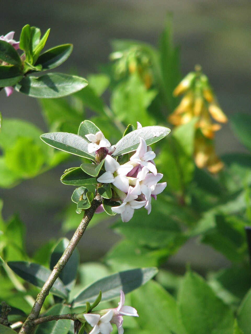 Daphne tangutica (Tangut Daphne) (alternate view 5)