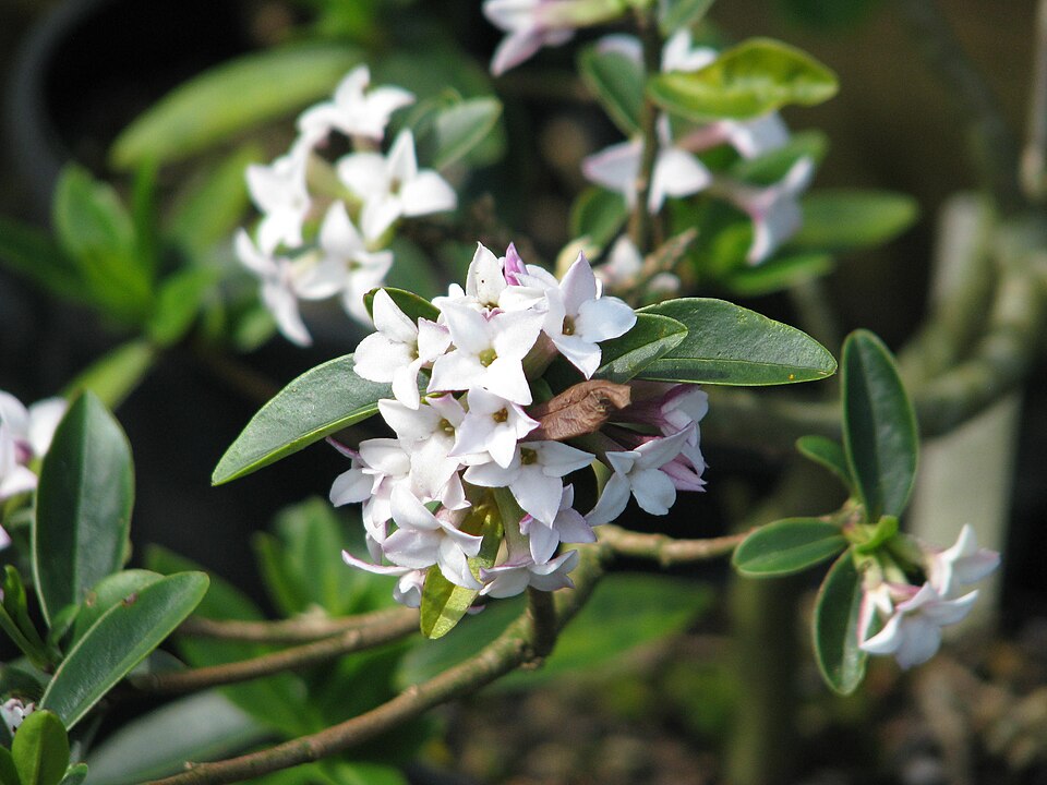 Daphne tangutica (Tangut Daphne) (alternate view 6)