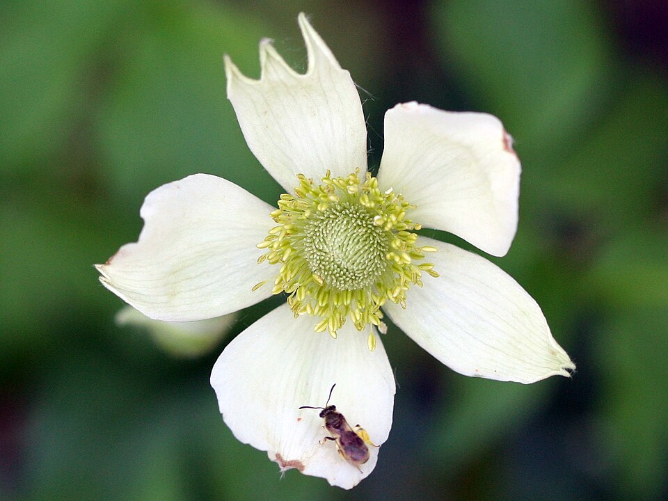 Anemone virginiana (tall thimbleweed) (alternate view 3)