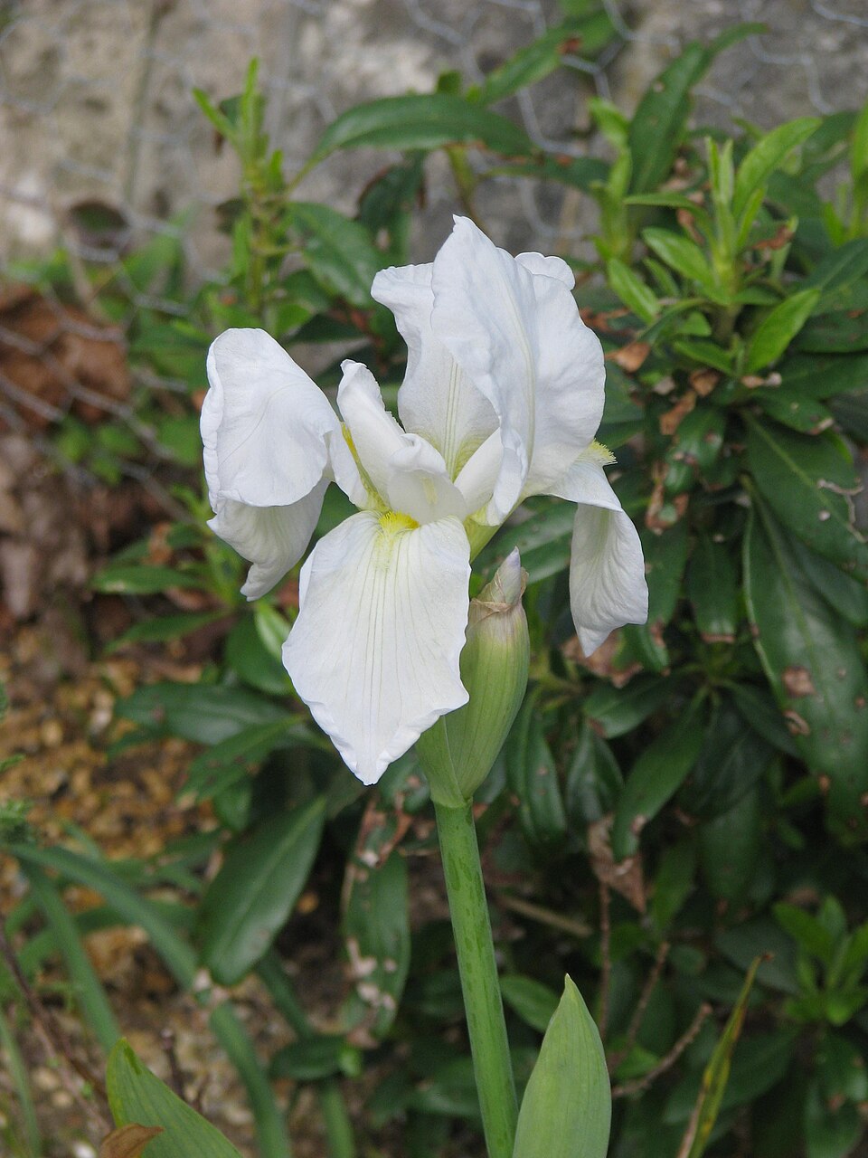 Iris florentina (Florentine iris) (alternate view 9)