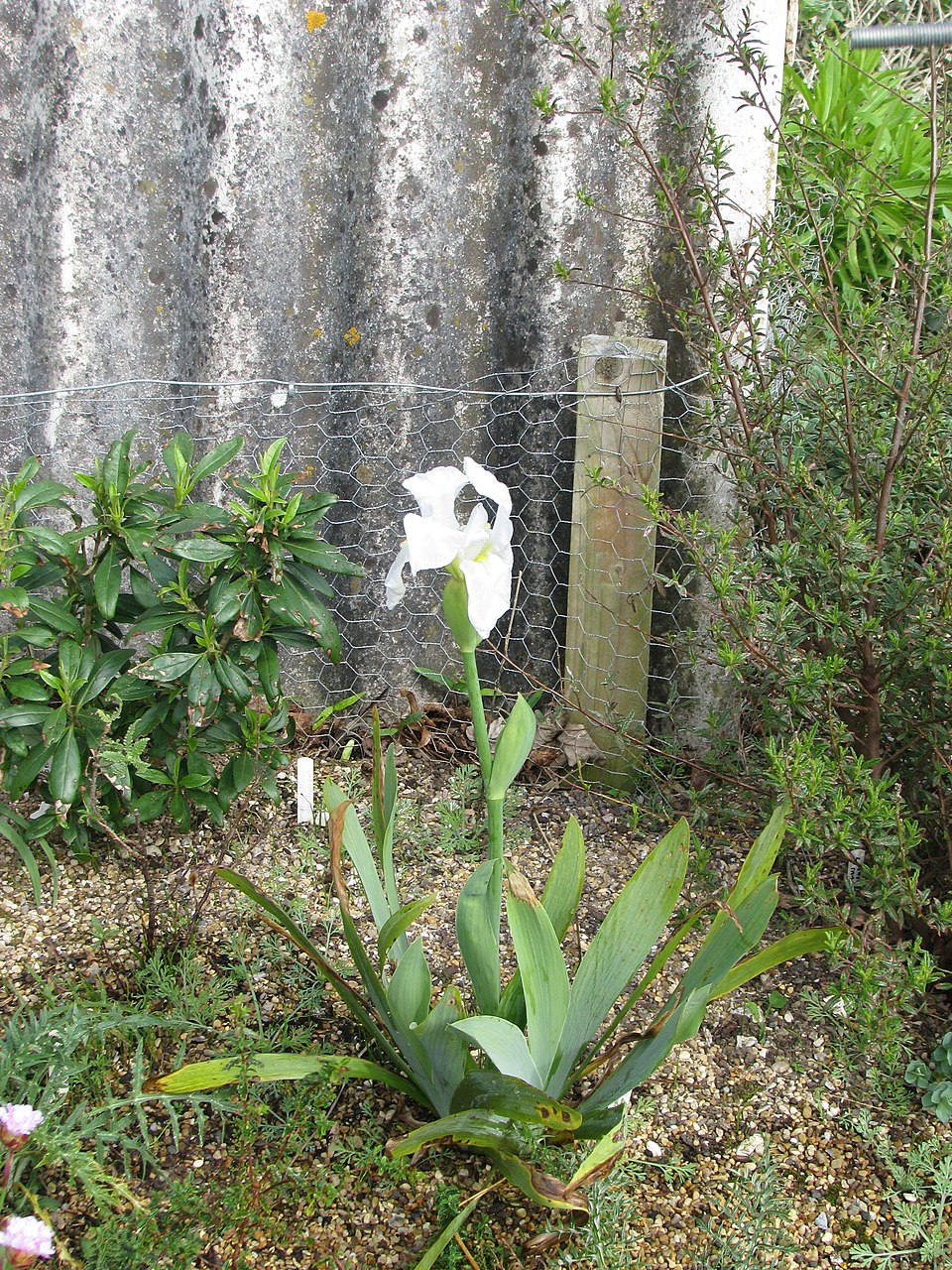 Iris florentina (Florentine iris) (alternate view 10)