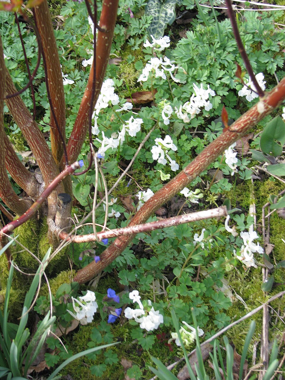 Cornus alba 'Kesselringii' (Kesselring's Dogwood)