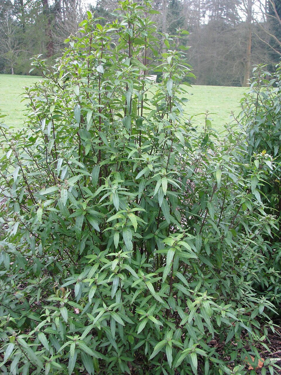 Prostanthera lasianthos (Christmas Bush) (alternate view 9)