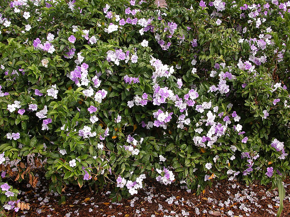 Brunfelsia pauciflora (Yesterday-Today-and-Tomorrow) (alternate view 5)