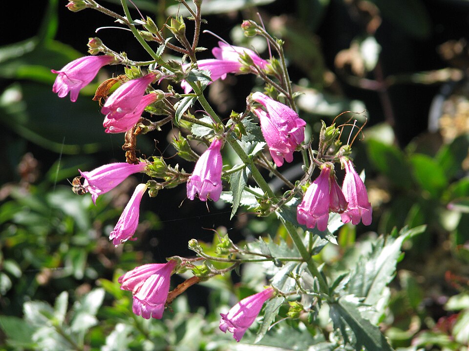 Penstemon richardsonii (Richardson's Penstemon) (alternate view 7)