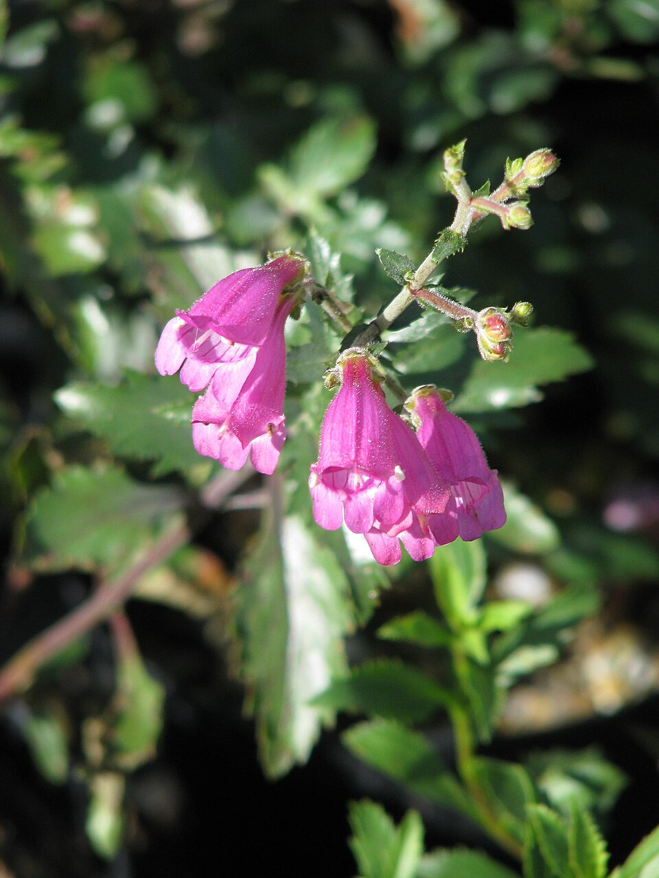Penstemon richardsonii (Richardson's Penstemon) (alternate view 8)