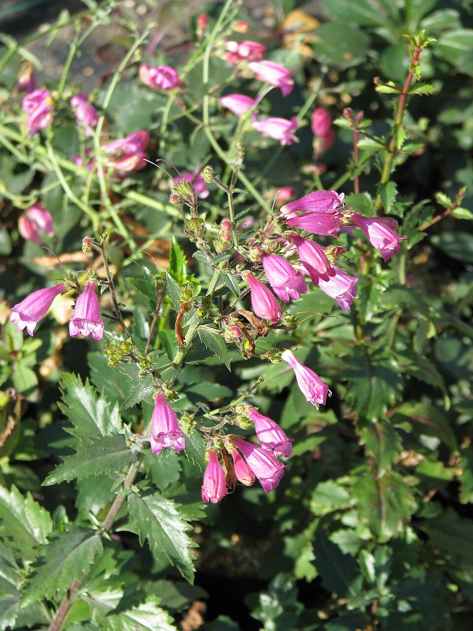 Penstemon richardsonii (Richardson's Penstemon) (alternate view 9)