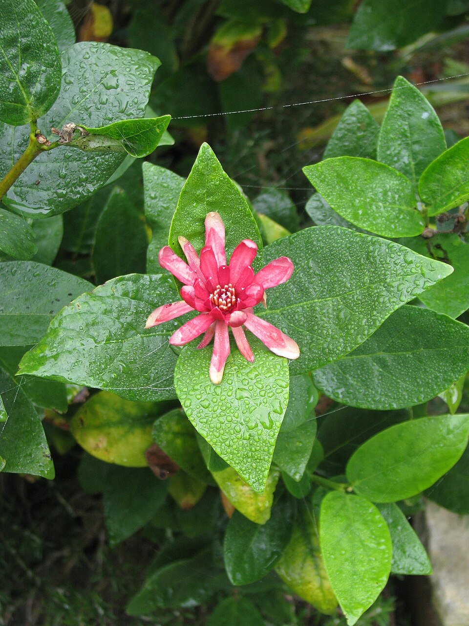Calycanthus occidentalis (Western Spice Bush) (alternate view 8)