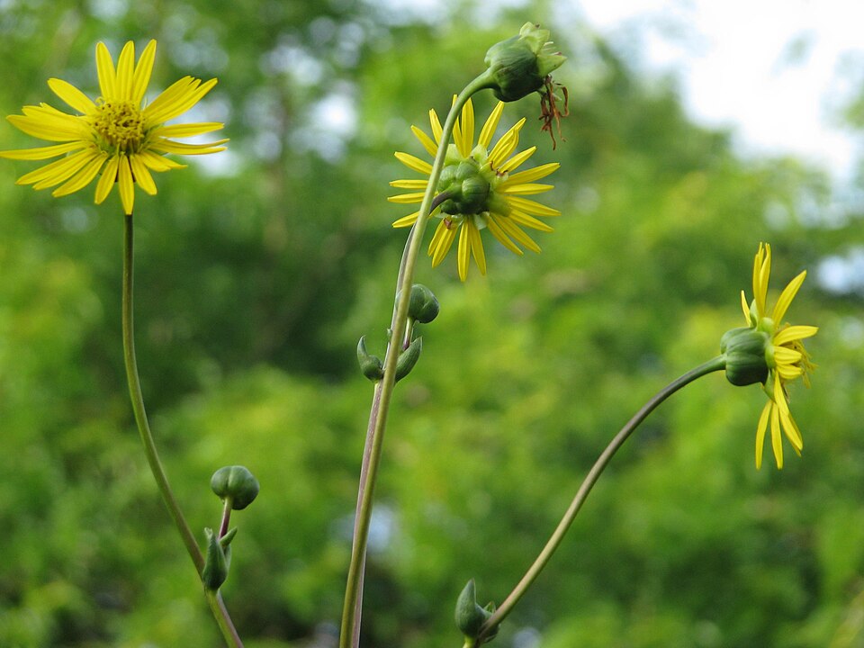Silphium terebinthinaceum (prairie dock) (alternate view 2)