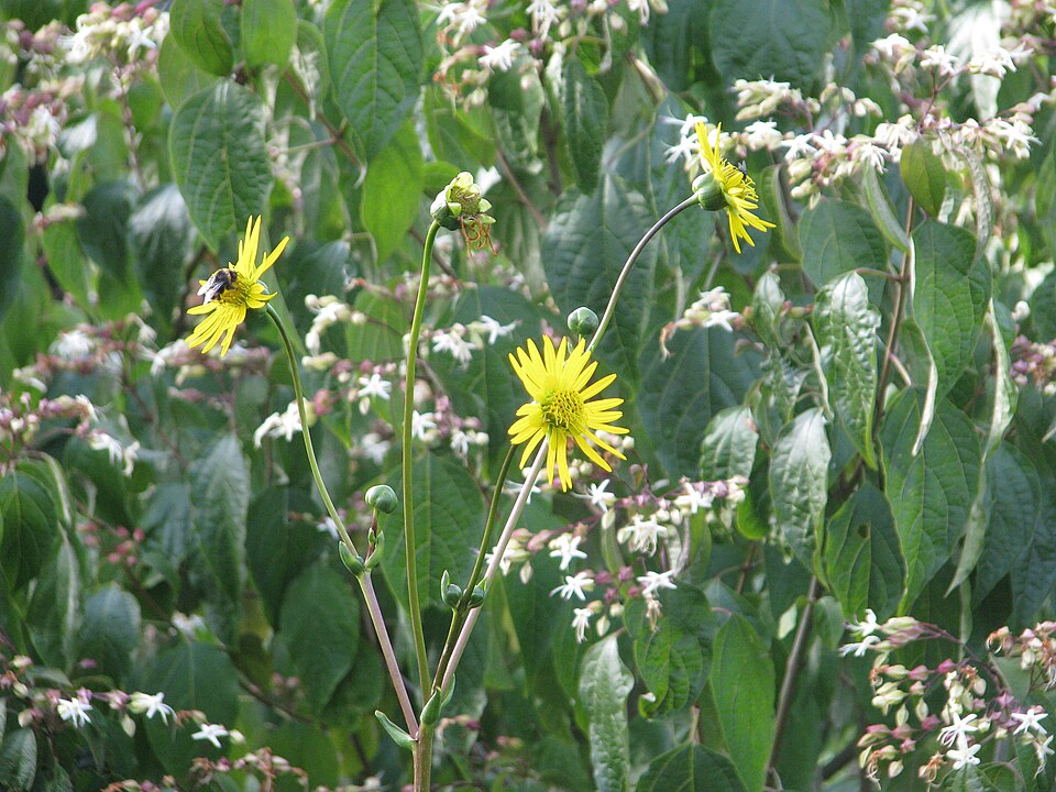 Silphium terebinthinaceum (prairie dock) (alternate view 3)