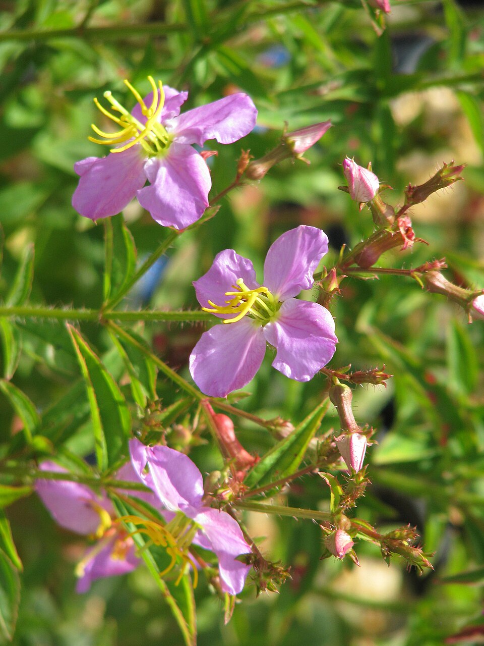 Rhexia virginica (Virginia meadowbeauty) (alternate view 8)