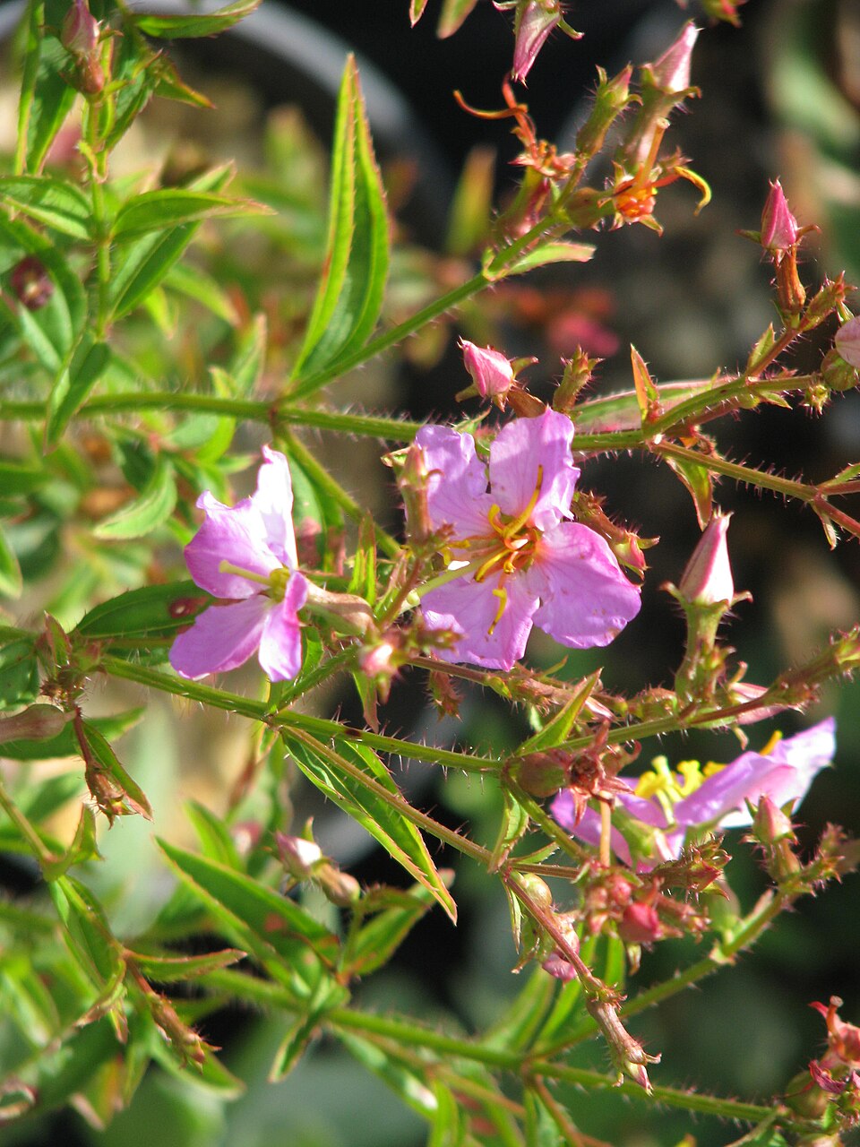 Rhexia virginica (Virginia meadowbeauty) (alternate view 9)