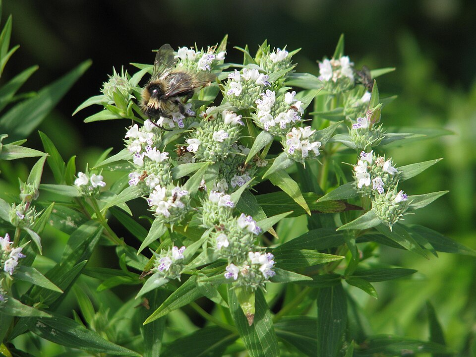 Pycnanthemum (mountain mints)