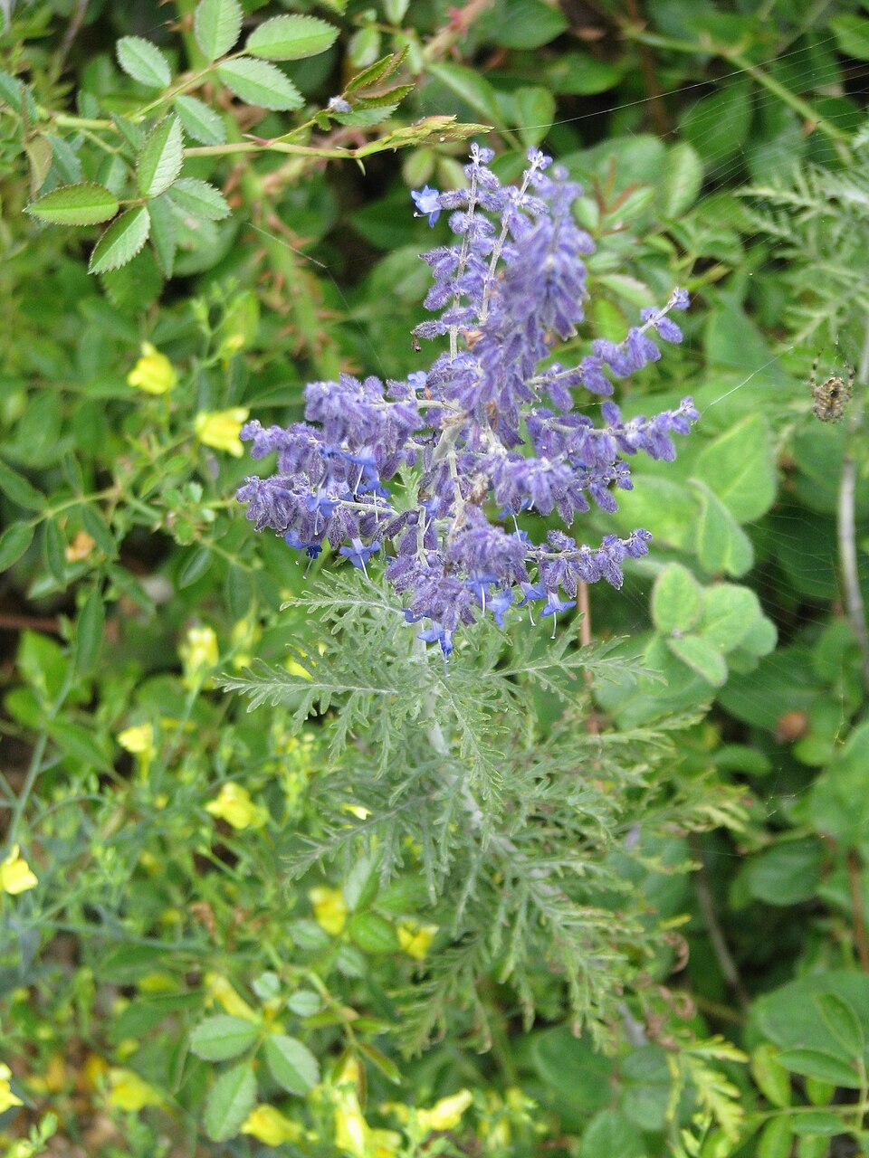 Perovskia 'Filigran' (Filigran Russian Sage) (alternate view 4)