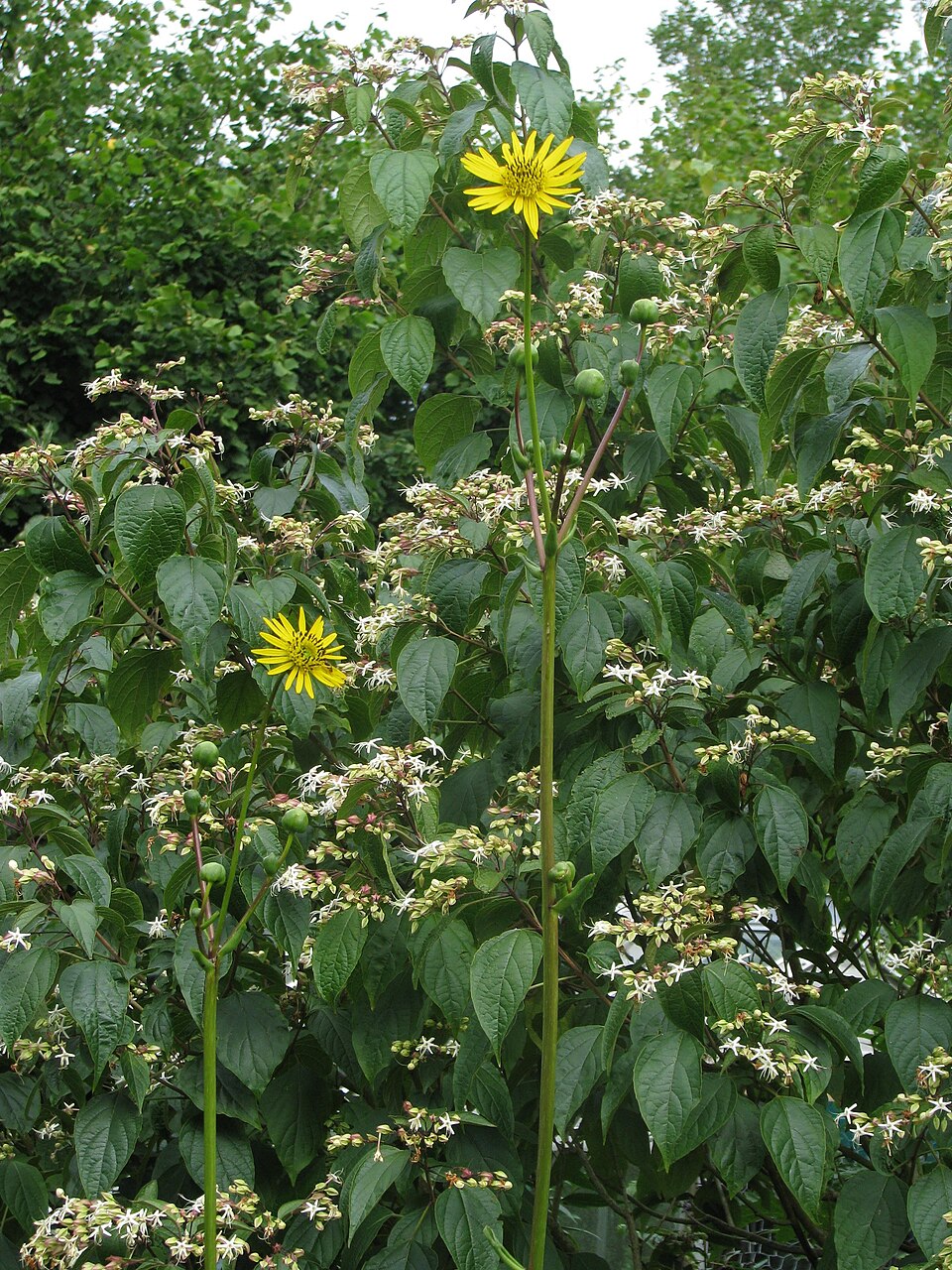 Silphium terebinthinaceum (prairie dock) (alternate view 4)
