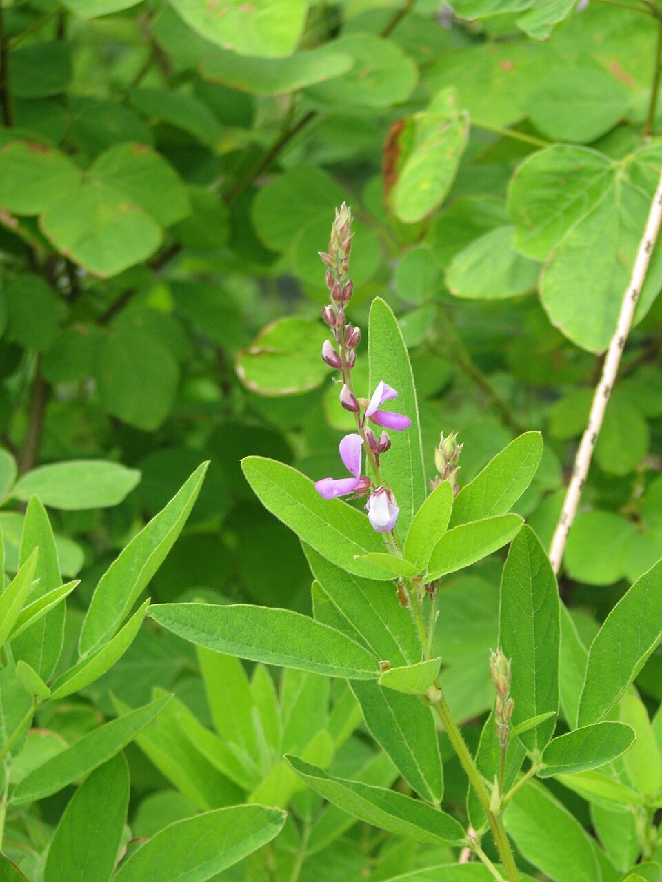 Desmodium paniculatum (panicled ticktrefoil) (alternate view 9)