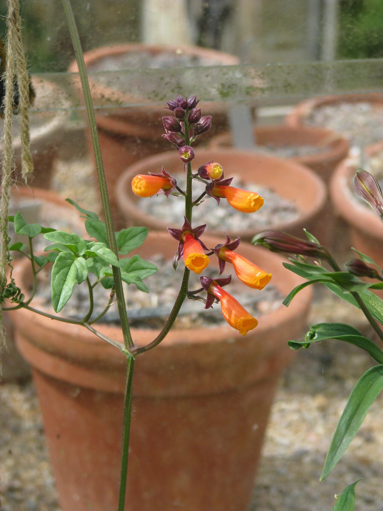 Eccremocarpus scaber (Chilean glory vine)