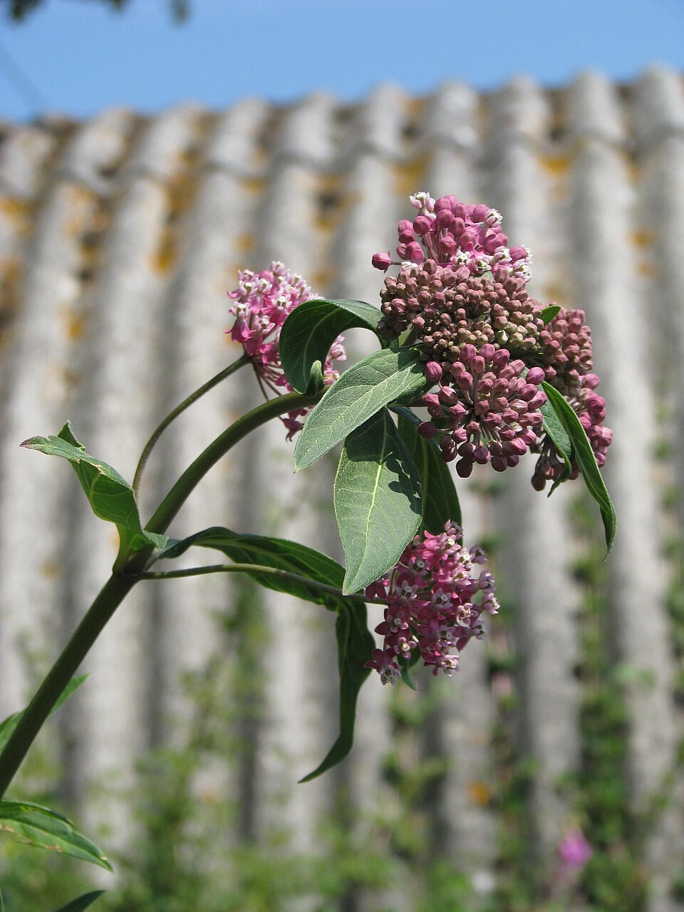 Asclepias purpurascens (purple milkweed) (alternate view 7)